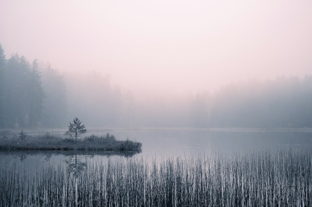 Foggy lake framed by tall grass and quiet trees