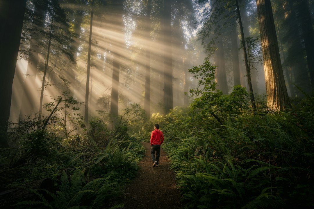 Person walking slowly through a misty forest with soft sunbeams