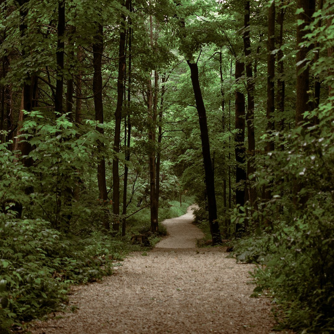 Quiet dirt path winding through a calm forest