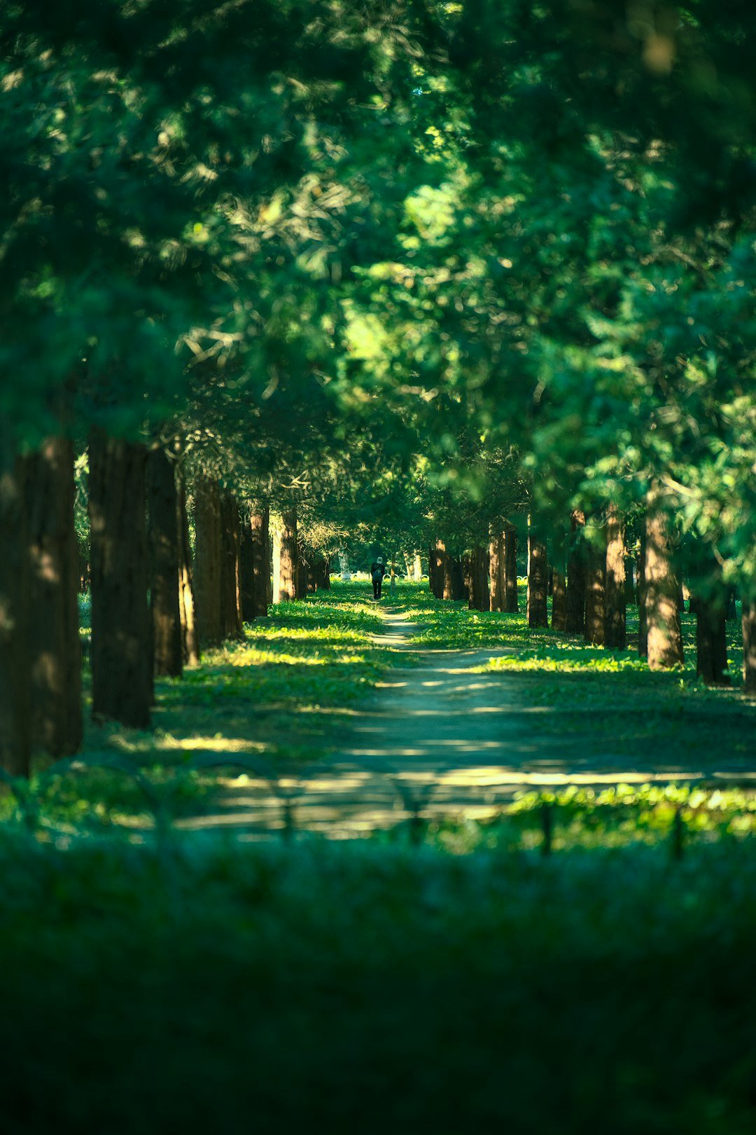 Sunlit path through a forest of tall, quiet trees